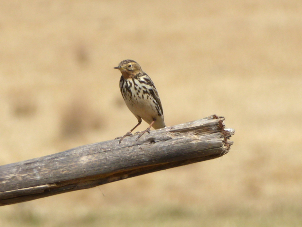 Red-throated Pipit - ML613811323