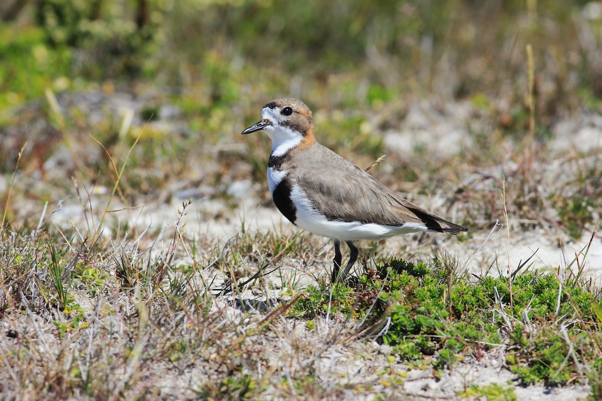 Two-banded Plover - ML613811448