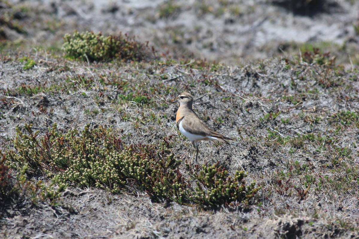Rufous-chested Dotterel - ML613811460