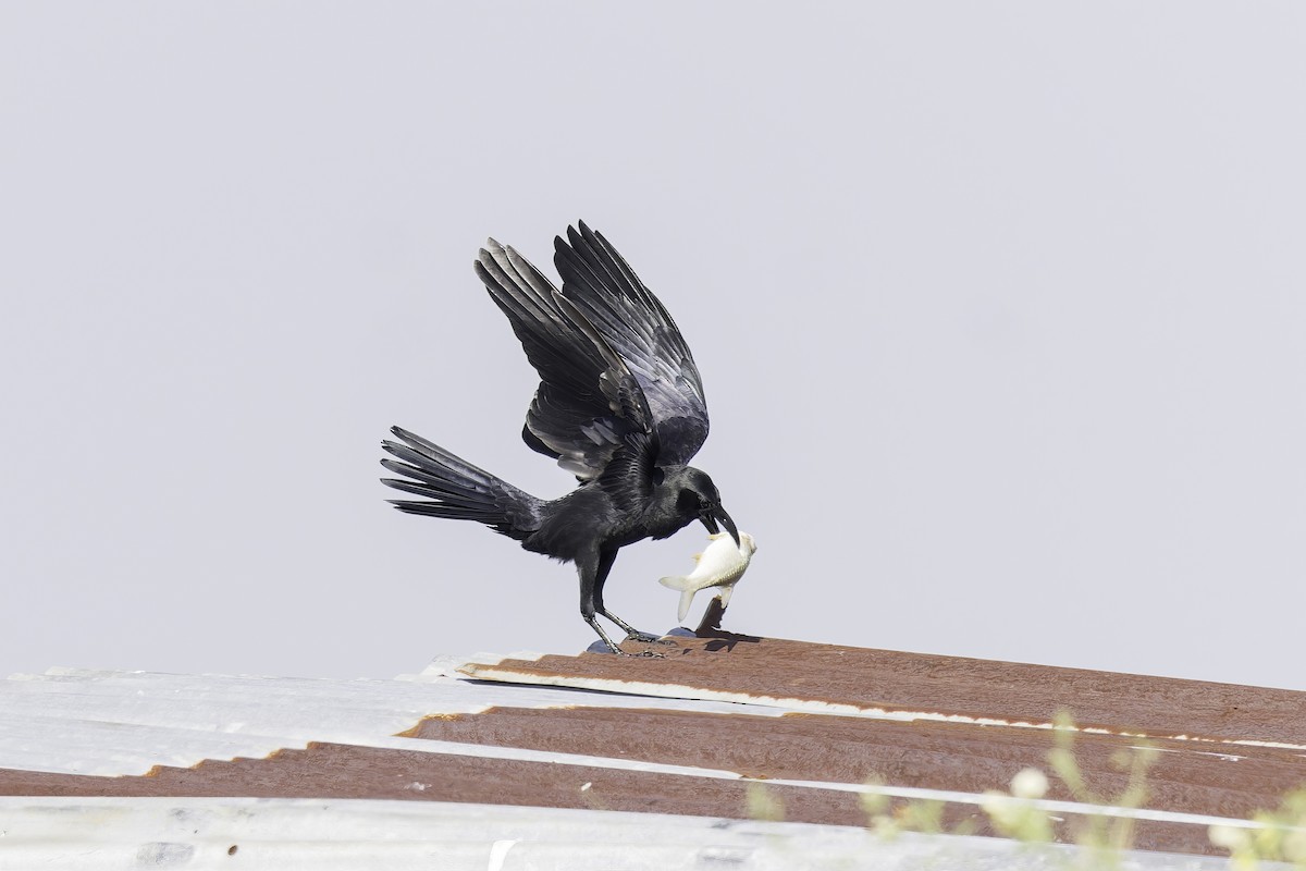 Large-billed Crow - ML613812102