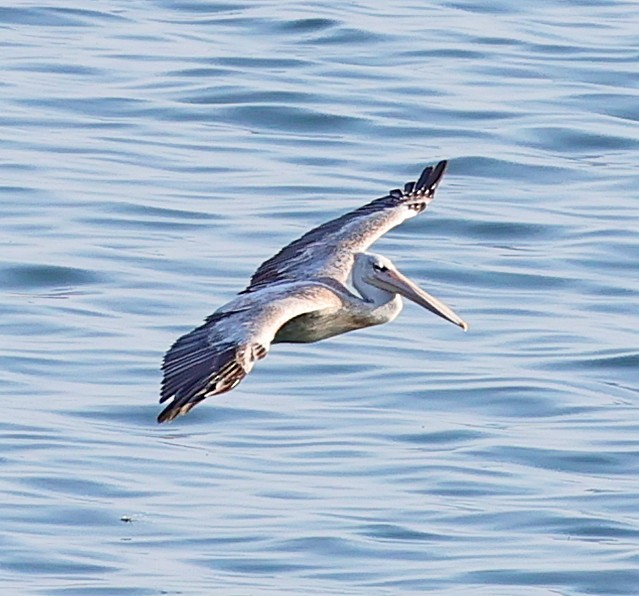 Pink-backed Pelican - ML613812224