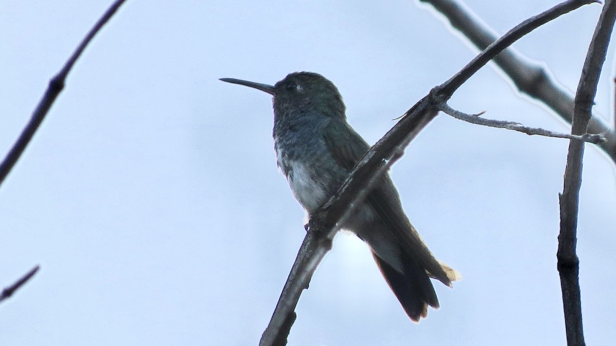 kolibřík safírový (ssp. lactea/zimmeri) - ML613812421