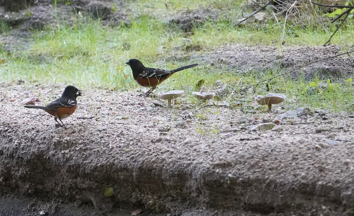 Spotted Towhee - ML613812711