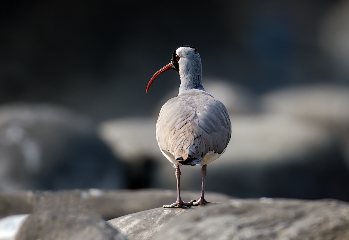 Bec-d'ibis tibétain - ML613812826
