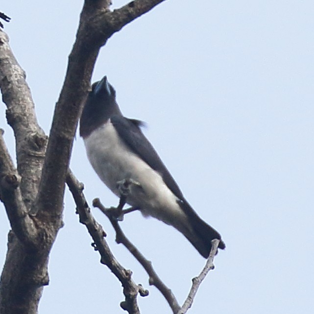 White-breasted Woodswallow - ML613813010