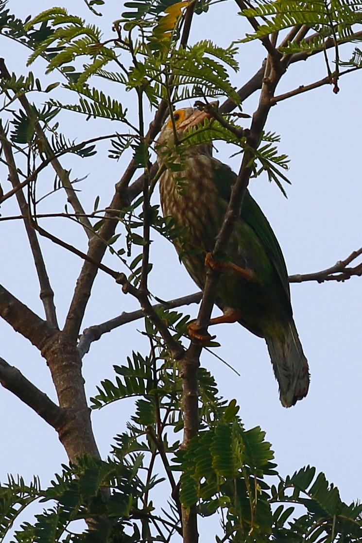 Lineated Barbet - ML613813063