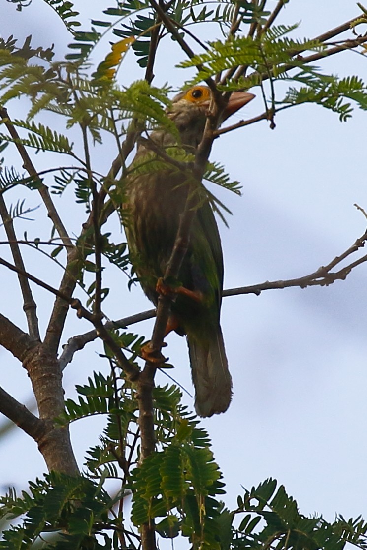 Lineated Barbet - ML613813064