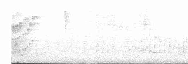 White-bellied Wren (Middle America) - ML613813080