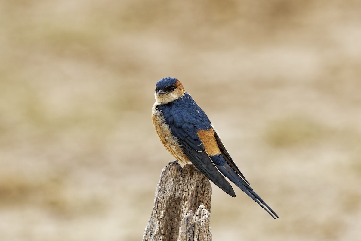 Red-rumped Swallow - Holger Teichmann