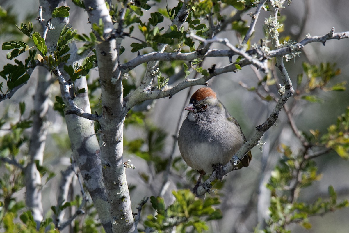 Green-tailed Towhee - Jesse Anderson