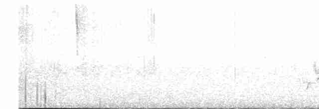 Поплітник каролінський (підвид albinucha/subfulvus) - ML613813296