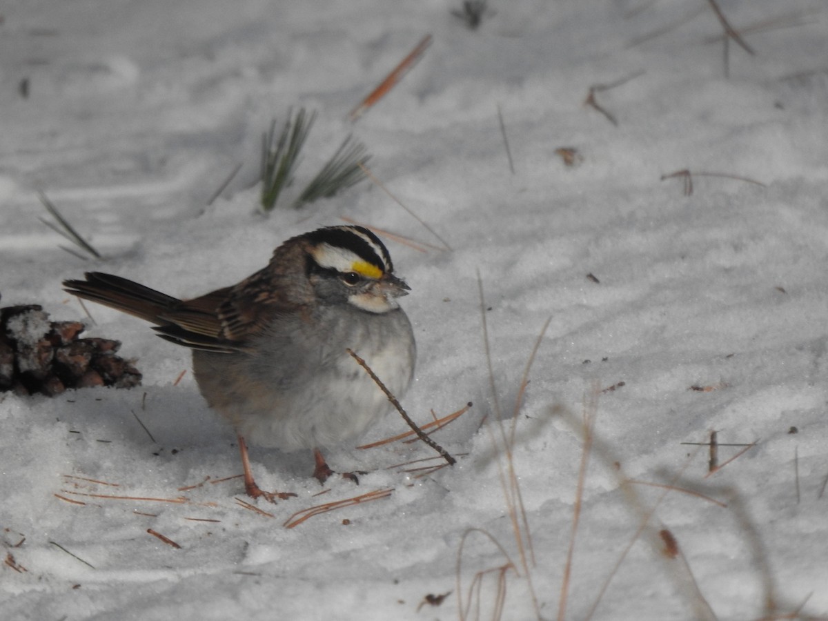White-throated Sparrow - ML613813351