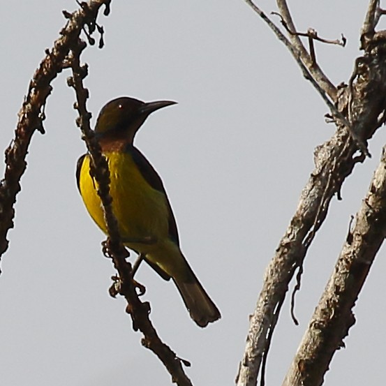 Brown-throated Sunbird - Douglas Faulder