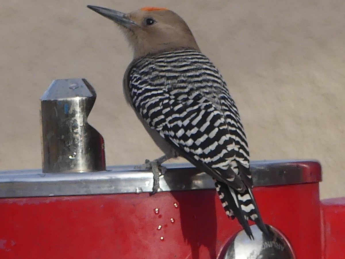 Gila Woodpecker - ML613813536