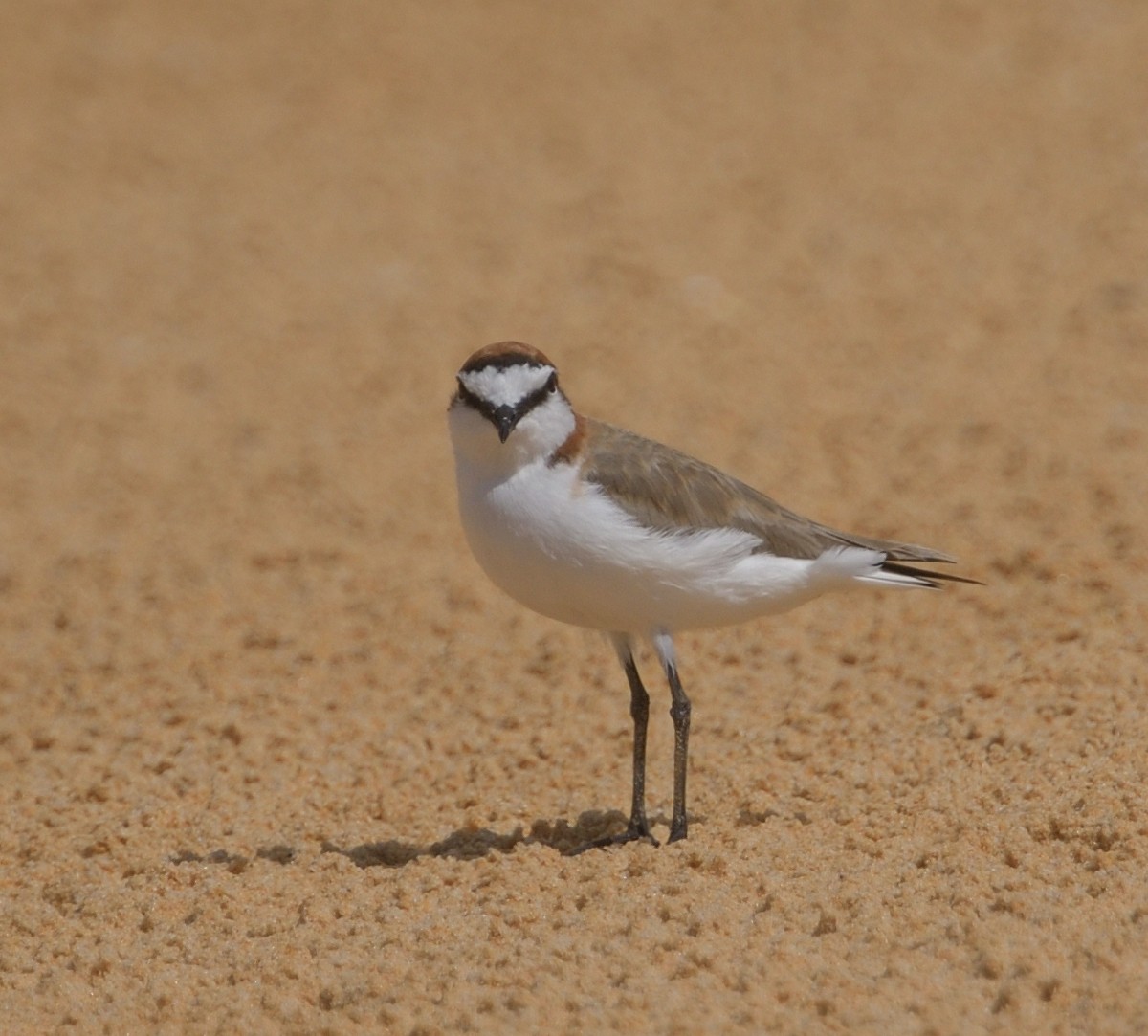Red-capped Plover - ML613813663