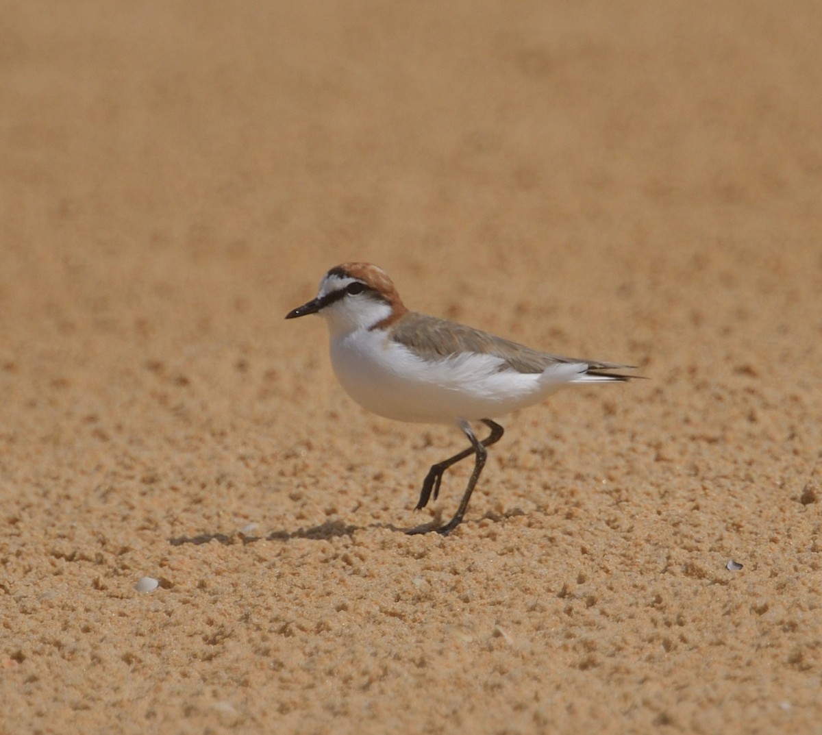 Red-capped Plover - ML613813664