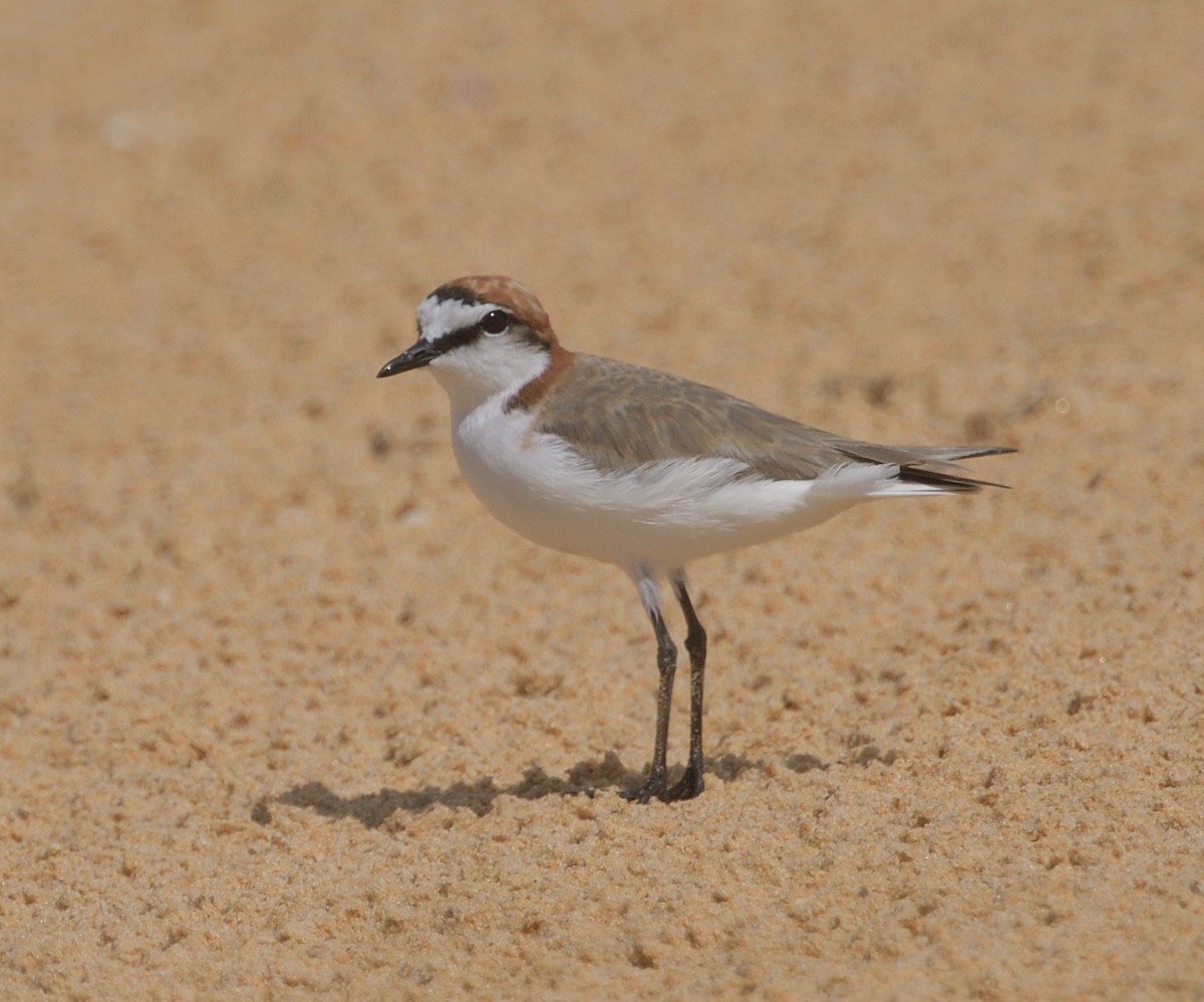 Red-capped Plover - ML613813665