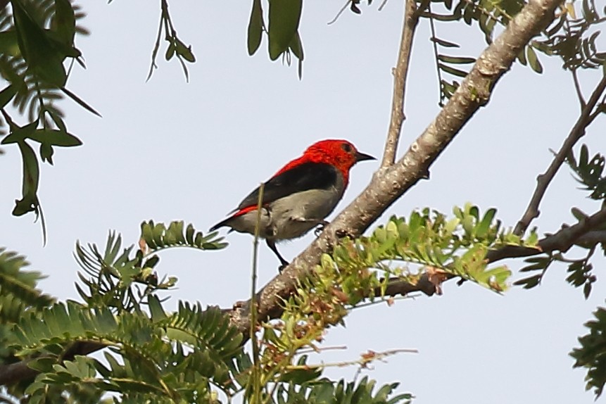 Scarlet-headed Flowerpecker - ML613813675
