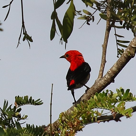 Scarlet-headed Flowerpecker - Douglas Faulder