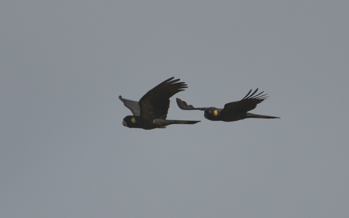 Yellow-tailed Black-Cockatoo - ML613813692