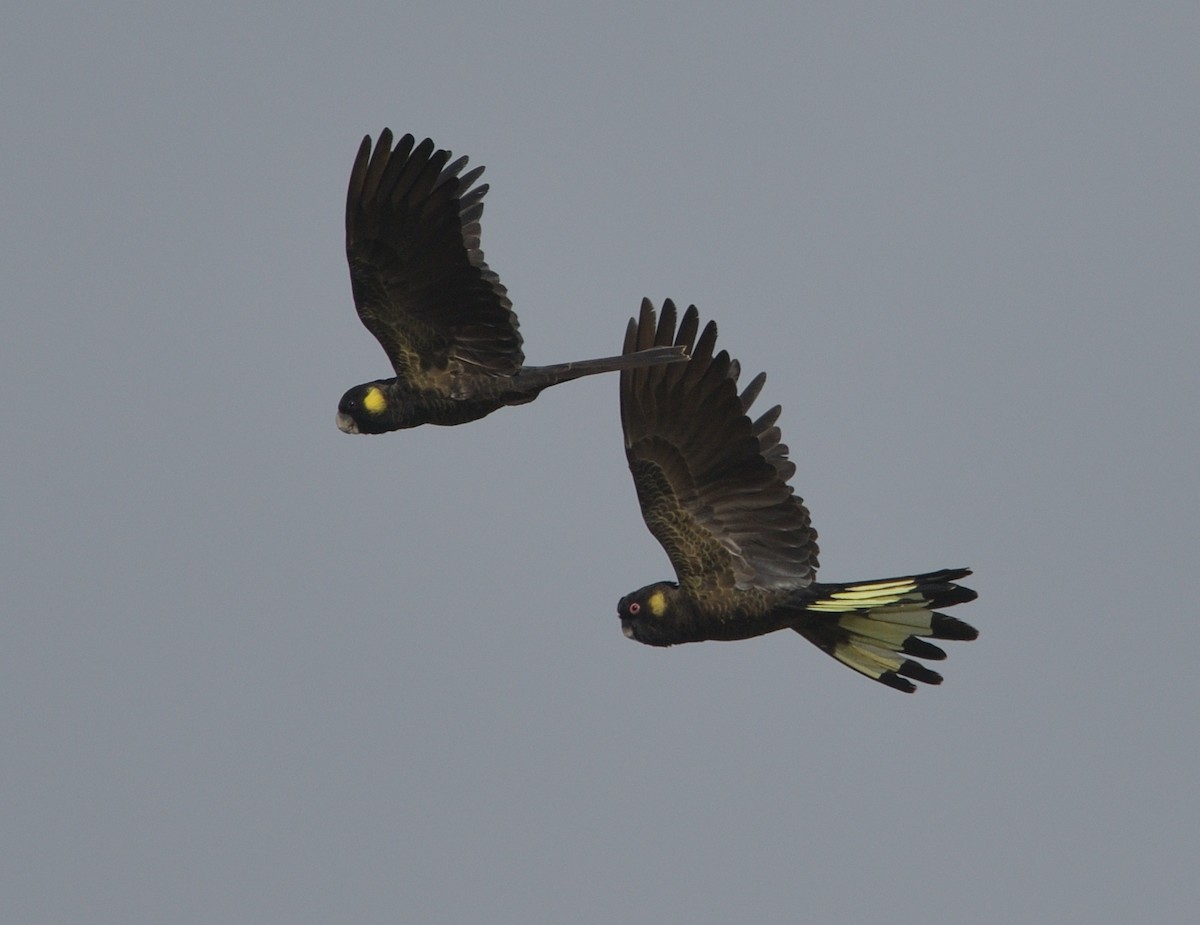 Yellow-tailed Black-Cockatoo - ML613813693