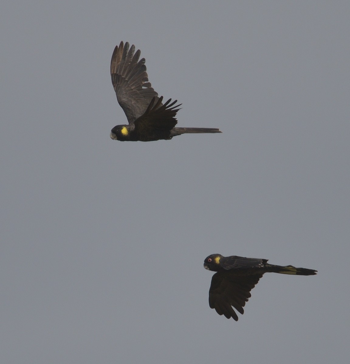 Yellow-tailed Black-Cockatoo - ML613813694