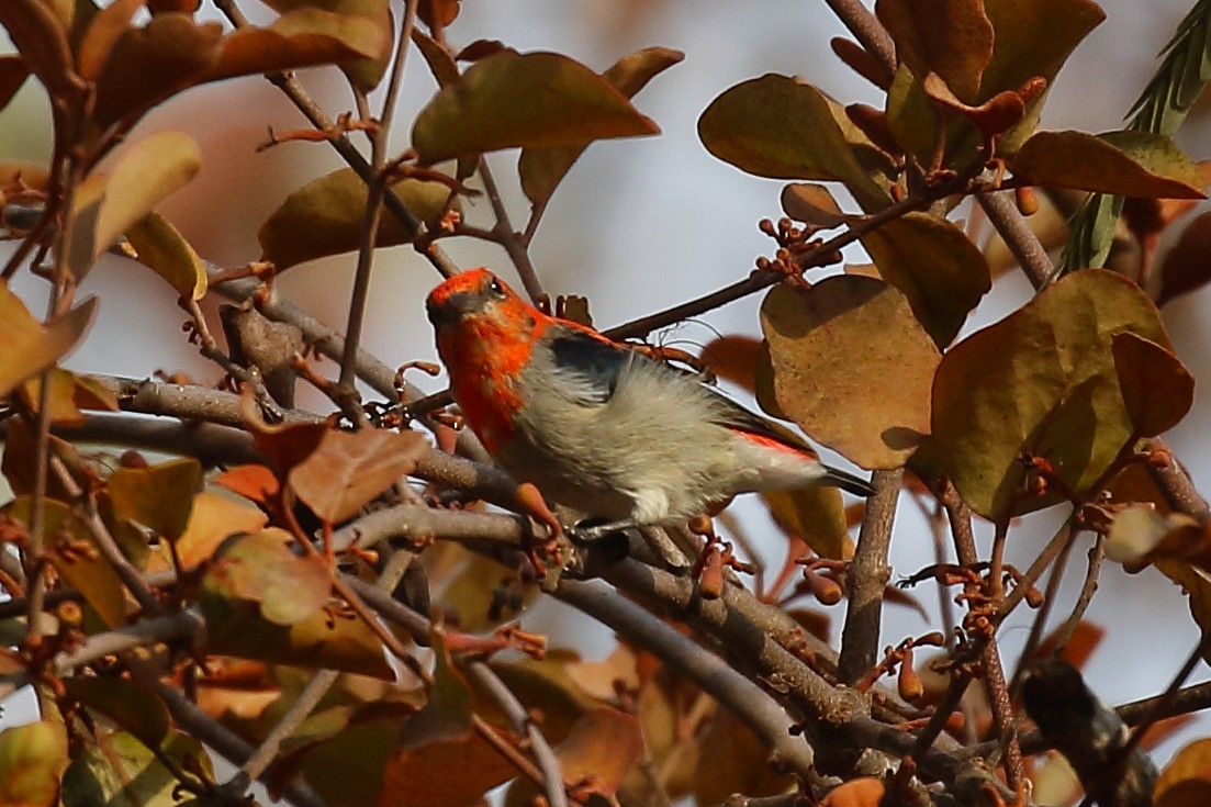 Scarlet-headed Flowerpecker - ML613813709