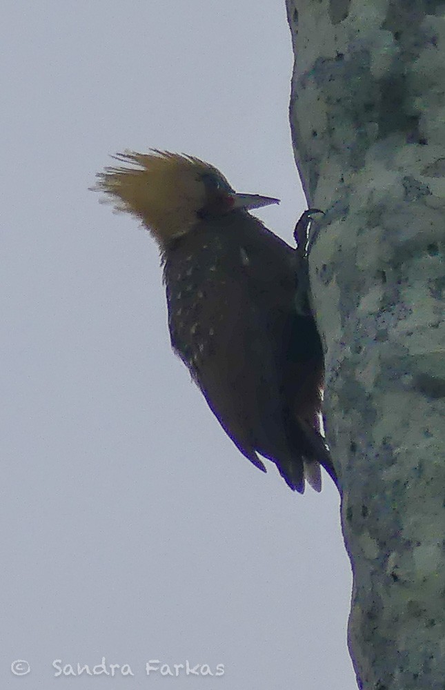 Pale-crested Woodpecker - ML613813712