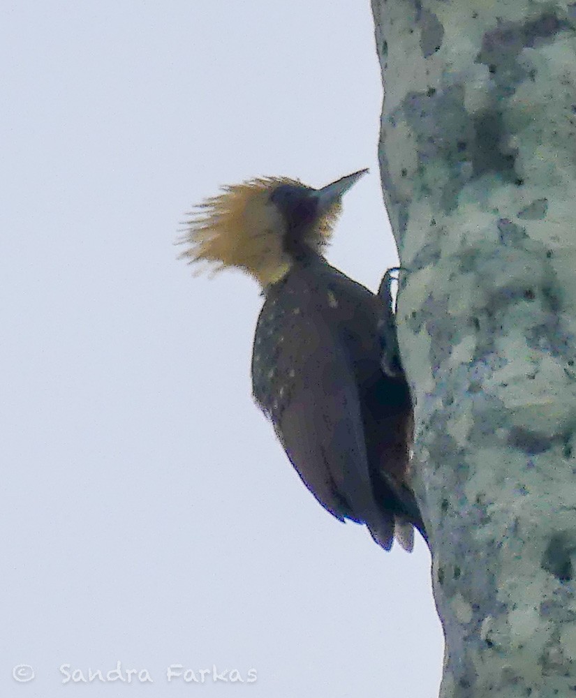Pale-crested Woodpecker - ML613813713