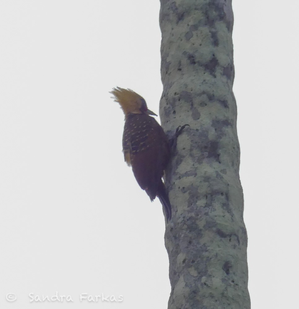 Pale-crested Woodpecker - ML613813714
