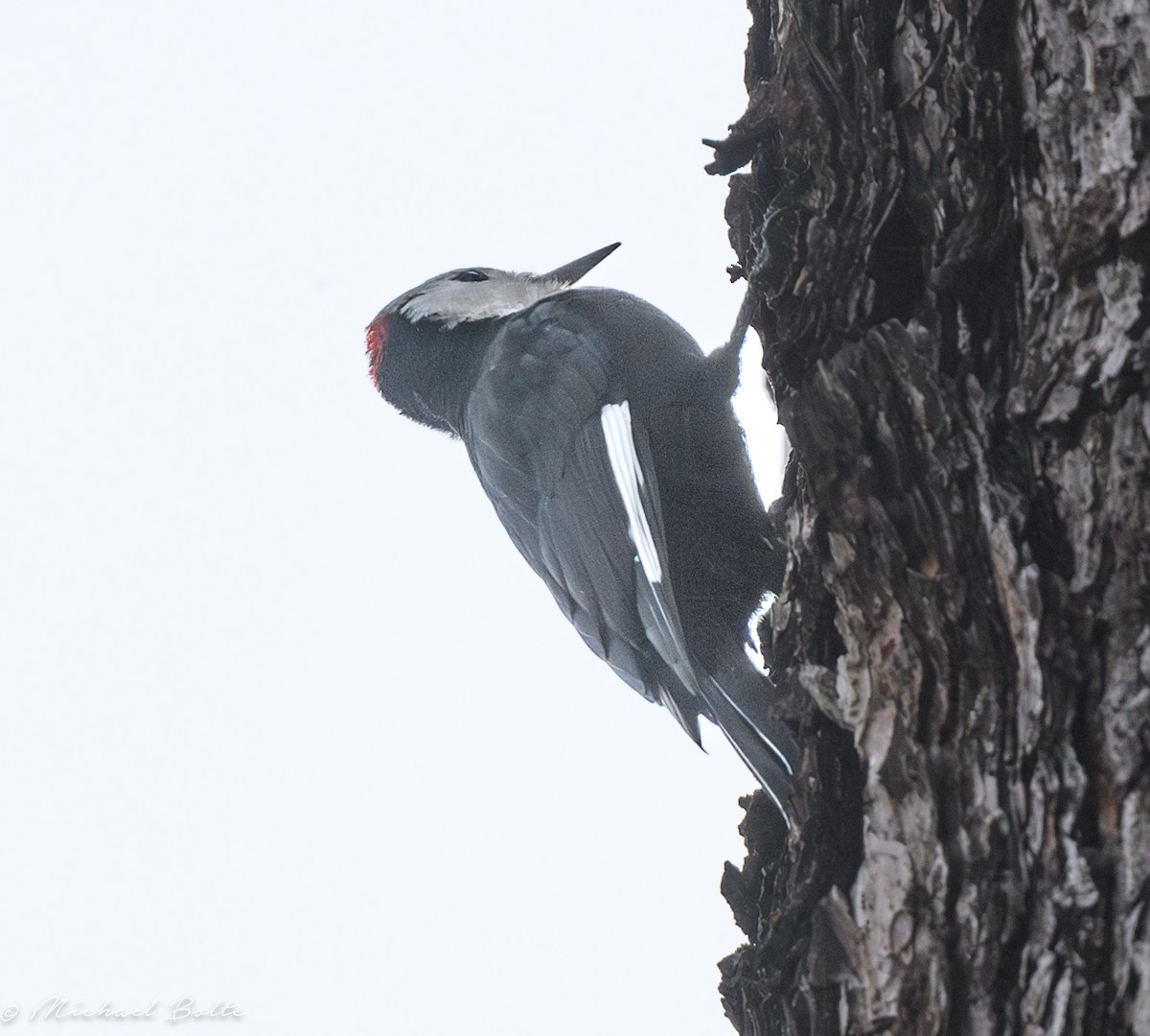 White-headed Woodpecker - Michael Bolte