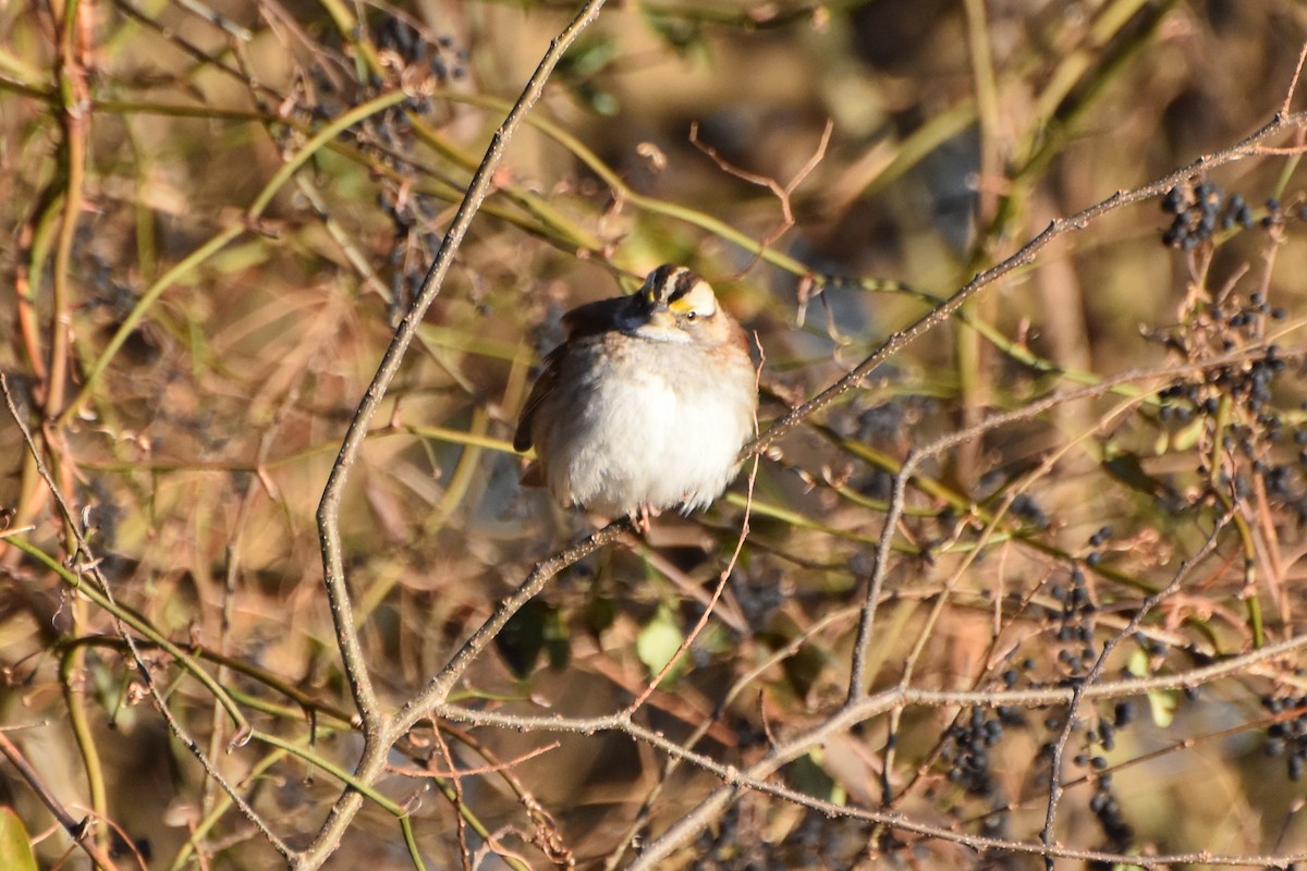 White-throated Sparrow - stephen johnson  🦜