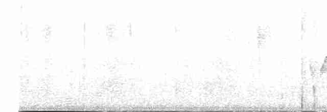 Поплітник каролінський (підвид albinucha/subfulvus) - ML613814244