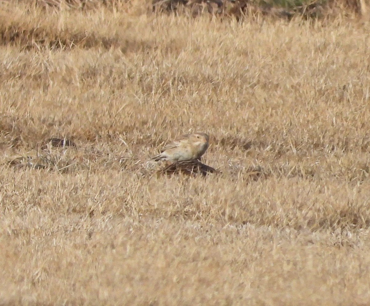 Thick-billed Longspur - ML613814557