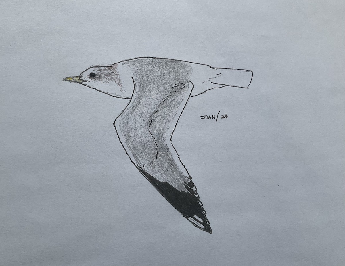 Common Gull - ML613815037