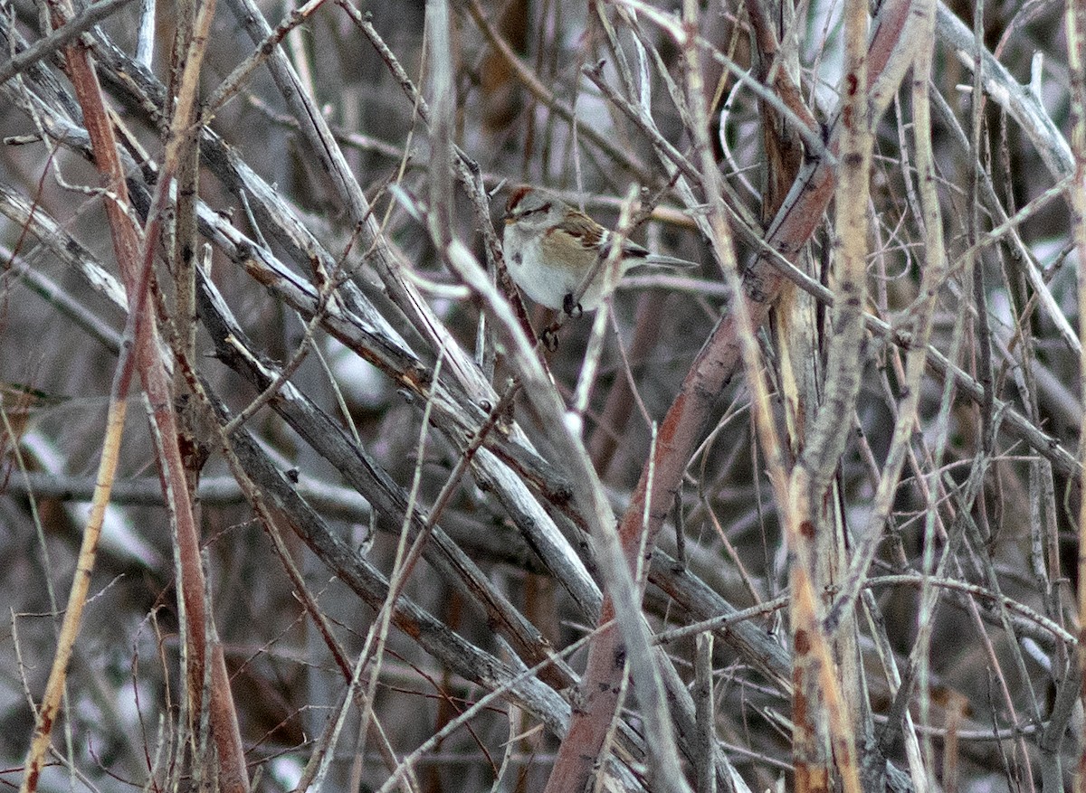 American Tree Sparrow - ML613815049