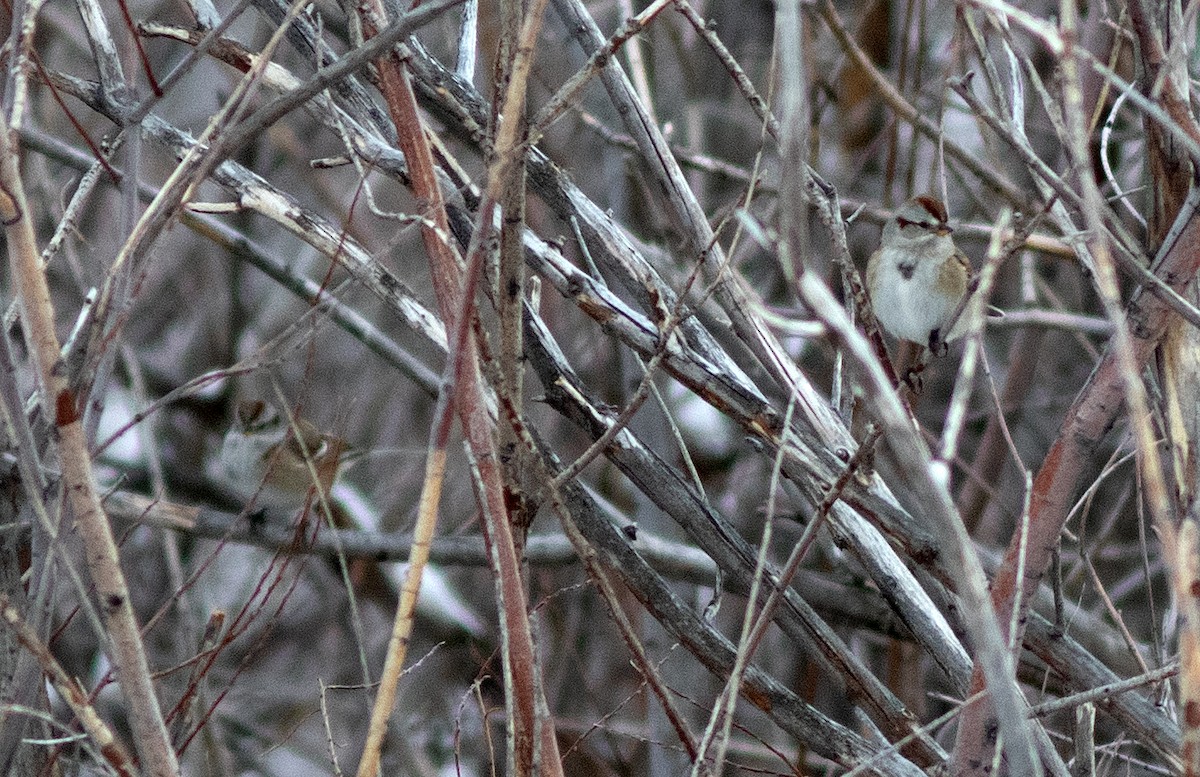 American Tree Sparrow - ML613815050