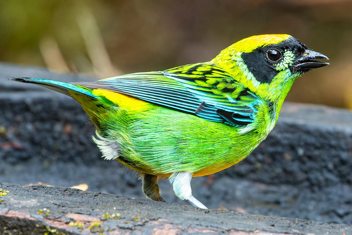 Green-and-gold Tanager - ML613815575