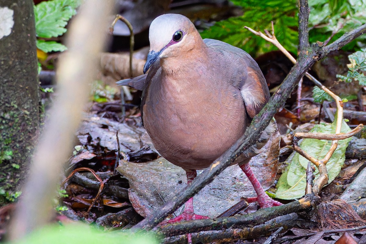 Gray-fronted Dove - ML613815656