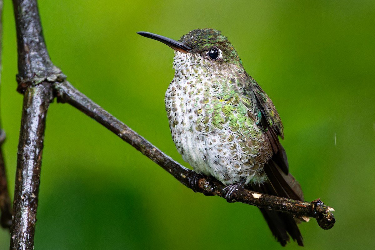 Many-spotted Hummingbird - ML613815716