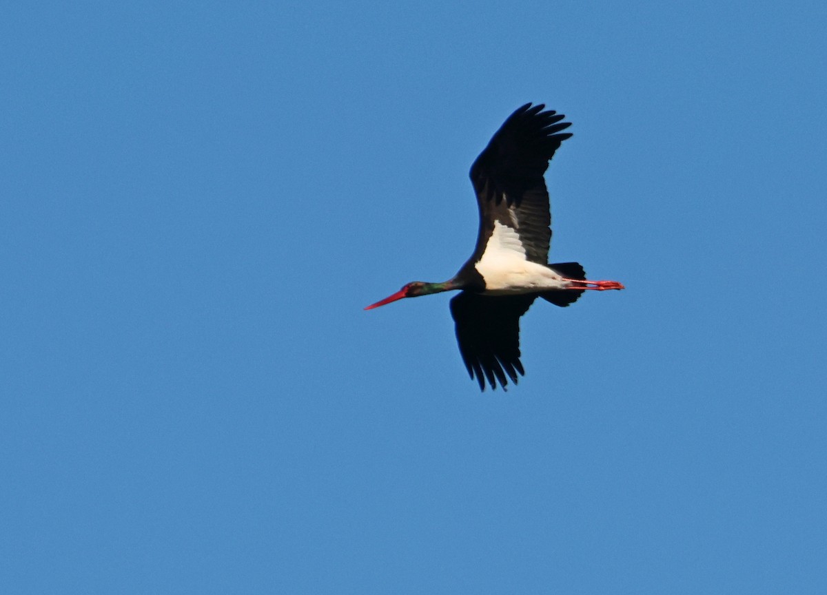 Black Stork - Manuel Aldeias