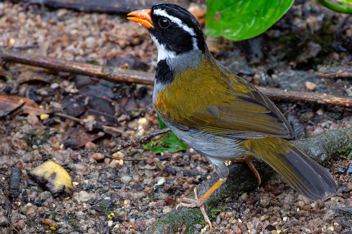 Orange-billed Sparrow - ML613815888