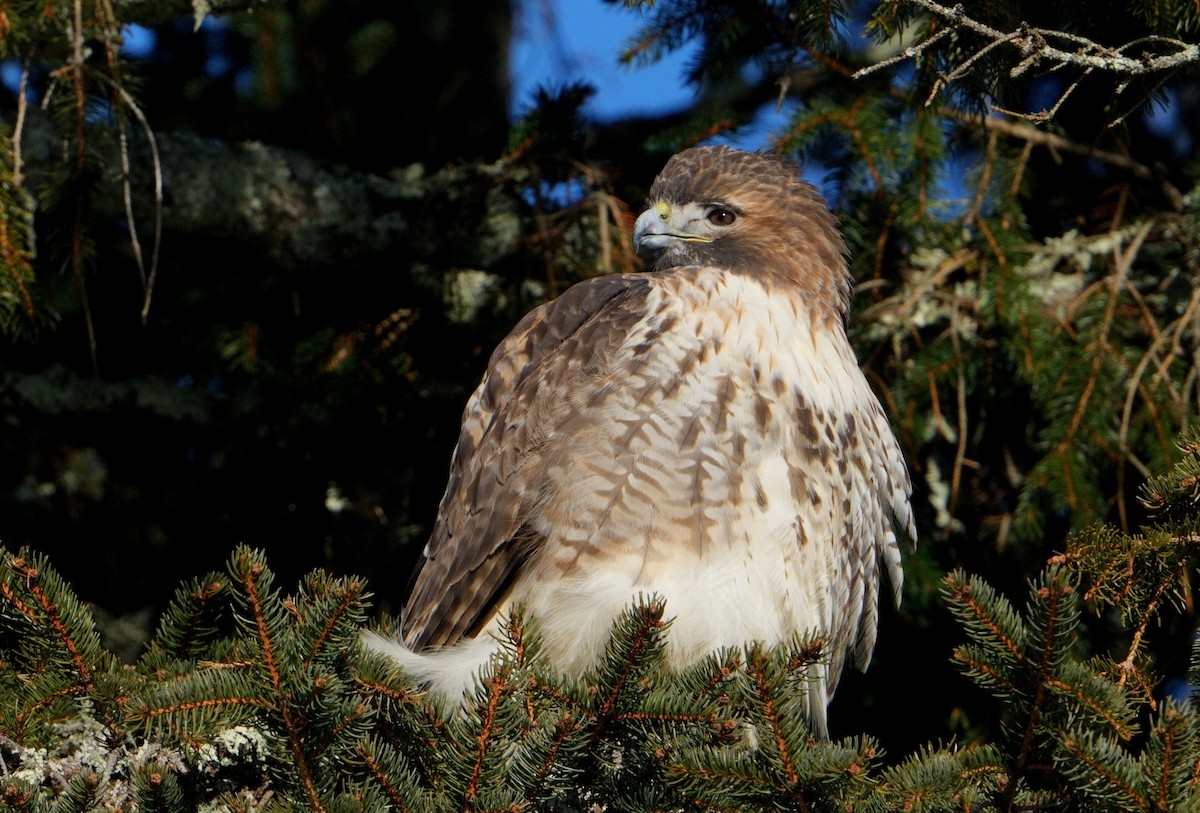 Red-tailed Hawk - ML613815890
