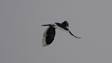 White-thighed Hornbill - ML613816131