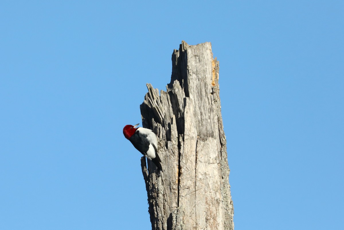 Red-headed Woodpecker - ML613816153