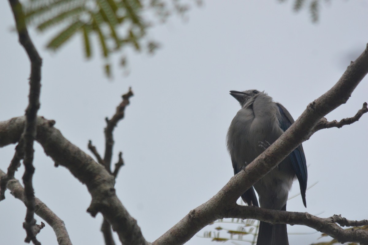 Blue-gray Tanager - ML613816206