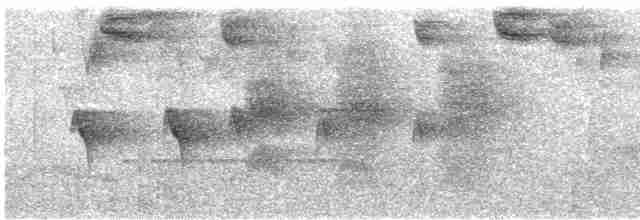 Strichelkopf-Ameisenfänger - ML613816520