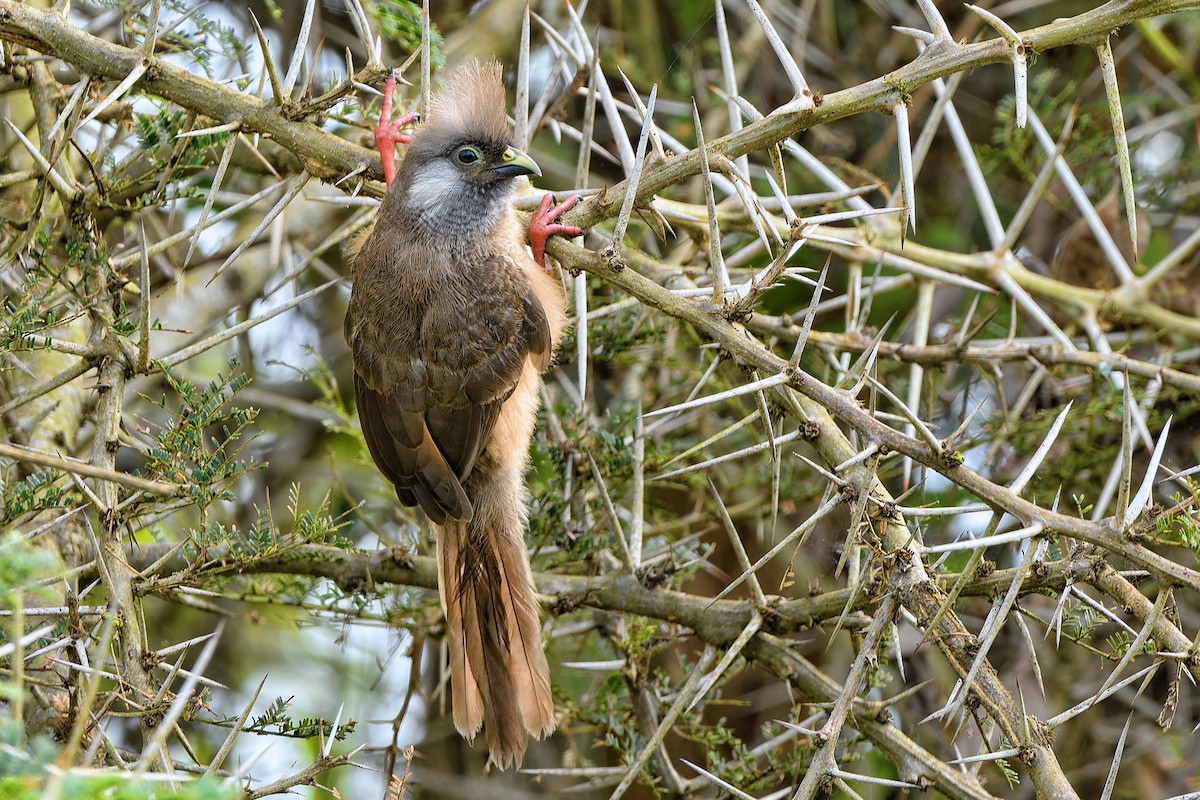 Speckled Mousebird - ML613816559