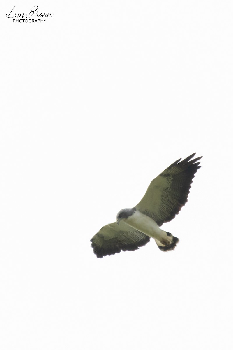 White-tailed Hawk - ML613816883