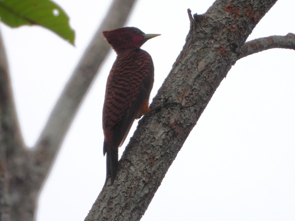 Waved Woodpecker (Scale-breasted) - ML613817156